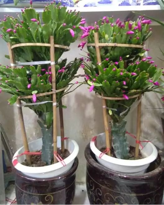 吉祥綠植添喜氣，如意花卉送實惠——綠蘿盆景與托盤組合大讓利
